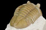 Asaphus Ornatus Trilobite - Russia #165441-5
